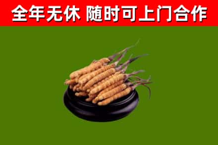 白云区烟酒回收冬虫夏草.jpg